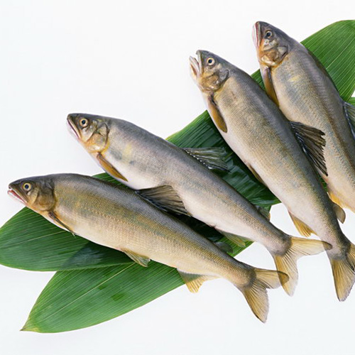 太平洋鲱鱼,2人认为少量吃,痛风快好,痛风,高尿酸交流及自我管理工具